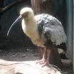 Buff-necked Ibis
